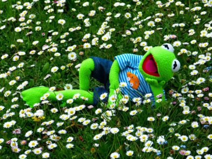 Kermit la grenouille allongé dans un champs de fleurs